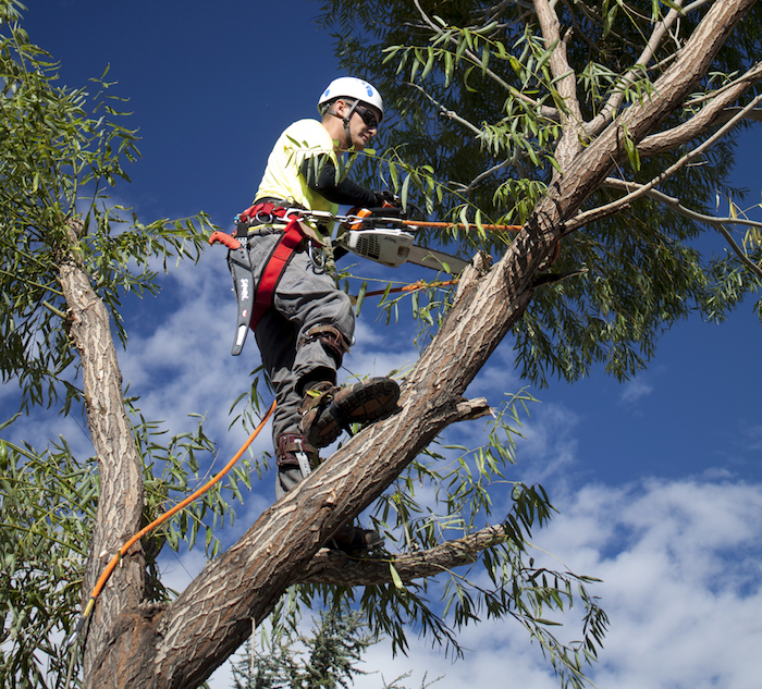 tree trimming service