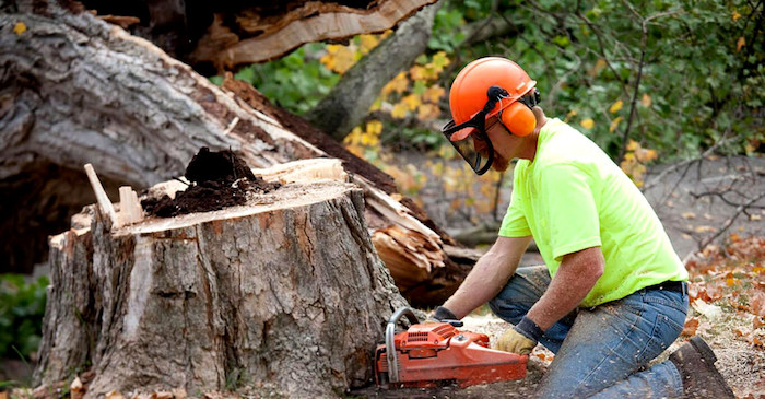 tree stump removal Baltimore
