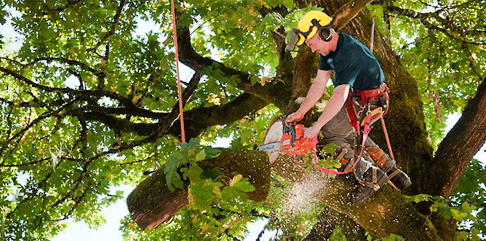 tree cutting service Portland